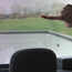 Outside of car is still visible from inside when decal is applied Outside of car is still visible from inside when decal is applied